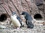 21.29- Manchot pygmee, Blue Penguin, Eudyptula Minor